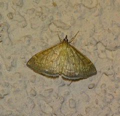 Anania fuscalis