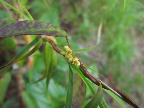 Género Peplonia · iNaturalist Mexico