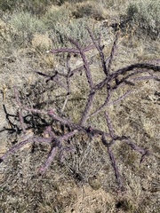 Cylindropuntia thurberi