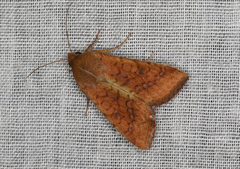 Australothis rubrescens