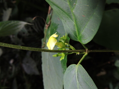 Prestonia coalita