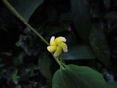 Prestonia coalita