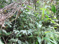 Prestonia coalita