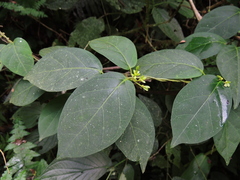 Prestonia coalita