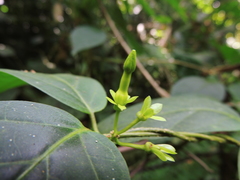 Prestonia coalita