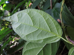 Prestonia coalita