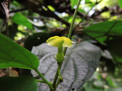 Prestonia coalita