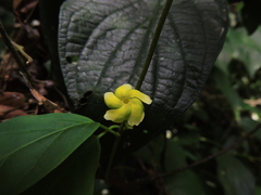 Prestonia coalita