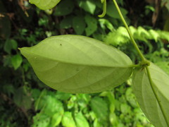Prestonia coalita