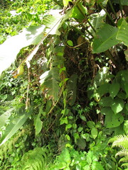 Prestonia coalita