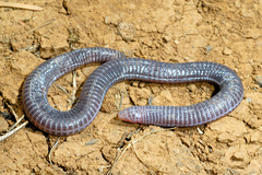 Blanus strauchi bedriagae