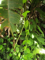 Prestonia coalita
