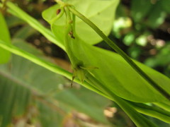 Prestonia coalita