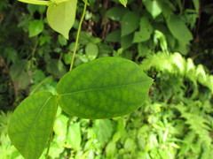 Prestonia coalita