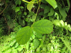 Prestonia coalita
