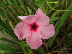 Rhabdadenia madida