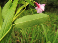 Rhabdadenia madida