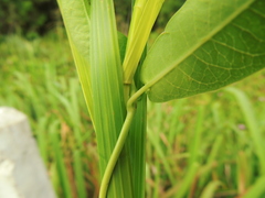 Rhabdadenia madida