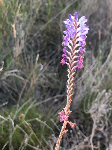 Image of Swordleaf Combflower (Micranthus alopecuroides) by (c) Charleen Brunke, some rights reserved (CC BY)