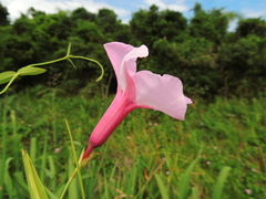 Rhabdadenia madida
