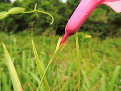Rhabdadenia madida
