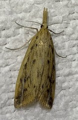 Schoenobius gigantella