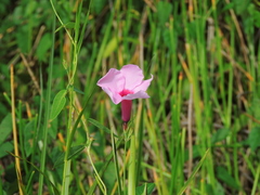 Rhabdadenia madida