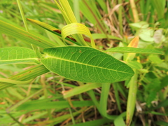 Rhabdadenia madida