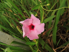 Rhabdadenia madida