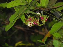 Temnadenia odorifera