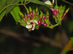 Temnadenia odorifera