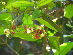 Temnadenia odorifera