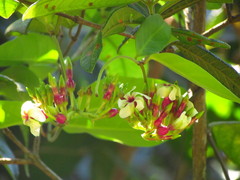 Temnadenia odorifera