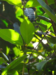 Temnadenia odorifera
