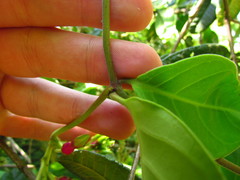Temnadenia odorifera