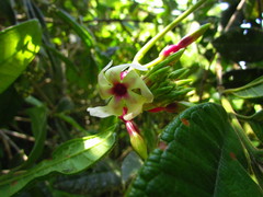 Temnadenia odorifera