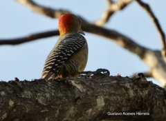 Melanerpes aurifrons