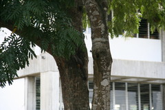 Coccyzus longirostris