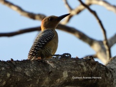 Melanerpes aurifrons