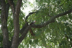 Coccyzus longirostris