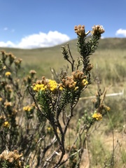 Helichrysum trilineatum