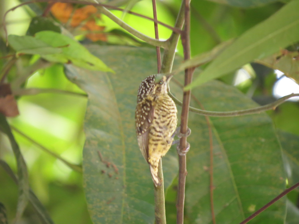 Golden-spangled Piculet (Buffon's)
