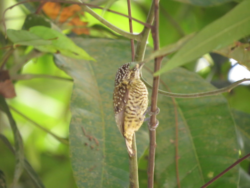Golden-spangled Piculet (Buffon's)