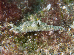 Thuridilla carlsoni