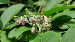 Solanum riparium