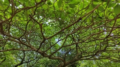 Solanum riparium
