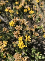 Helichrysum trilineatum