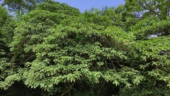 Solanum riparium