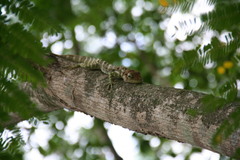 Anolis baleatus