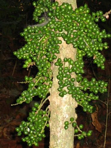 Maesobotrya barteri observed 2006-12-07